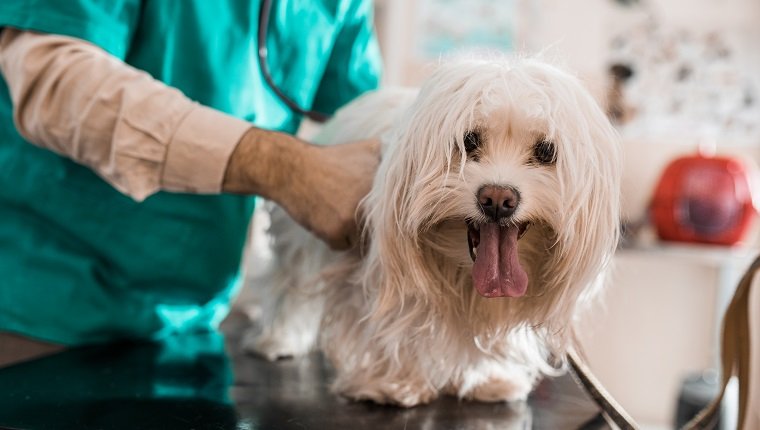 Maltesischer Hund, der eine ärztliche Untersuchung im Büro des Tierarztes hat und in die Kamera schaut.