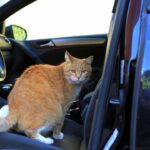 Können Sie Katzen in einem Lyft mitbringen – Reisetipps & mehr