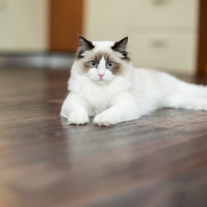Warum ist meine Ragdoll-Katze so aggressiv – 5 Gründe, die Sie in Betracht ziehen sollten