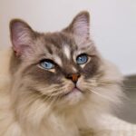 Kann eine Ragdoll-Katze kurze Haare haben – Länge, Fellfakten