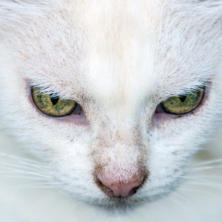Kann eine weiße Katze eine schwarze Nase haben – ist das normal?