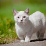 Haben weiße Katzen gesundheitliche Probleme – Pflegeanleitung & Bedenken
