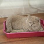 Kann eine blinde Katze eine Katzentoilette benutzen – was Sie wissen sollten