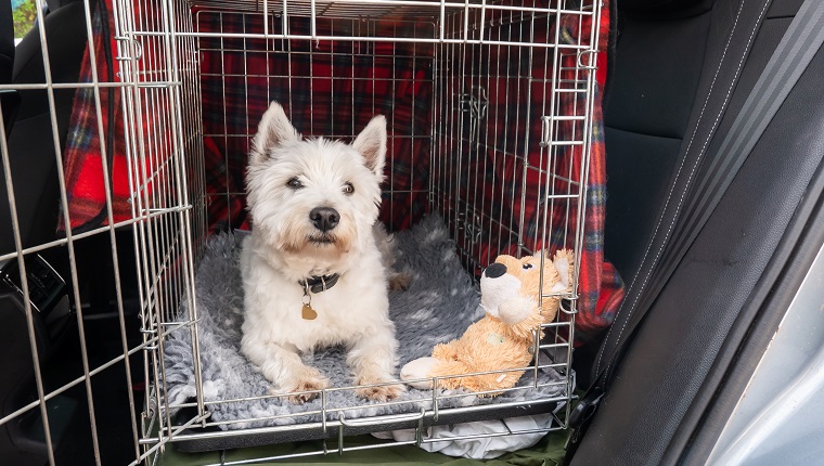 Ein West Highland White Terrier, ein Familienhaustier, das sich in ihrer offenen Kiste hinlegt und sich auf die Reise in einem Auto vorbereitet.  Sie wartet freudig darauf, loszufahren, um keinen Ausflug zu verpassen.  Ihr Haustierhalsband hat ein herzförmiges Etikett.  Der geliebte Hund liegt auf einer grau-weißen Fleecedecke, neben sich eines ihrer Lieblingsspielzeuge.  Die Drahtkiste bietet ihr während der Fahrt einen sicheren Platz.  Es ist mit einer roten Schottenkaro-Decke bedeckt, damit sie sich geborgen und gemütlich fühlt.