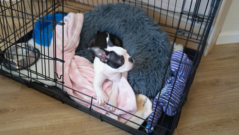 Boston Terrier Welpe in einem Käfig, Kiste mit offener Tür.  Bett und Decke sowie Spielzeug und Näpfe sind im Käfig zu sehen.