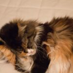 Brauchen Maine-Coon-Katzen einen Begleiter – Dinge, die Sie beachten sollten