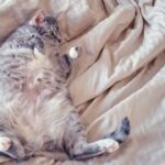 Warum sind Tabby-Katzen fett – 6 häufige Gründe!
