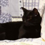 Haben schwarze Katzen blaue Haut – Fakten zur Pigmentierung!