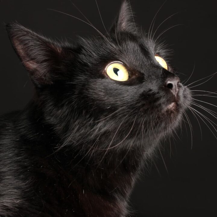 Haben schwarze Katzen rosa Nasen – die überraschende Antwort!