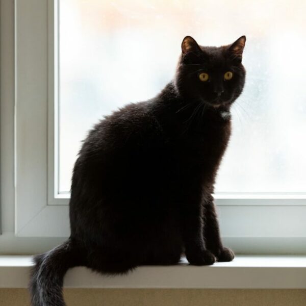 Warum haben schwarze Katzen kahle Stellen – Dinge, die Sie beachten sollten!