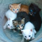 Können schwarze Katzen weiße Kätzchen haben – Fellgenetik & Farbe!