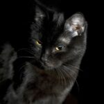 Warum schwarze Katzen weiße Haare haben – Was Sie wissen sollten!