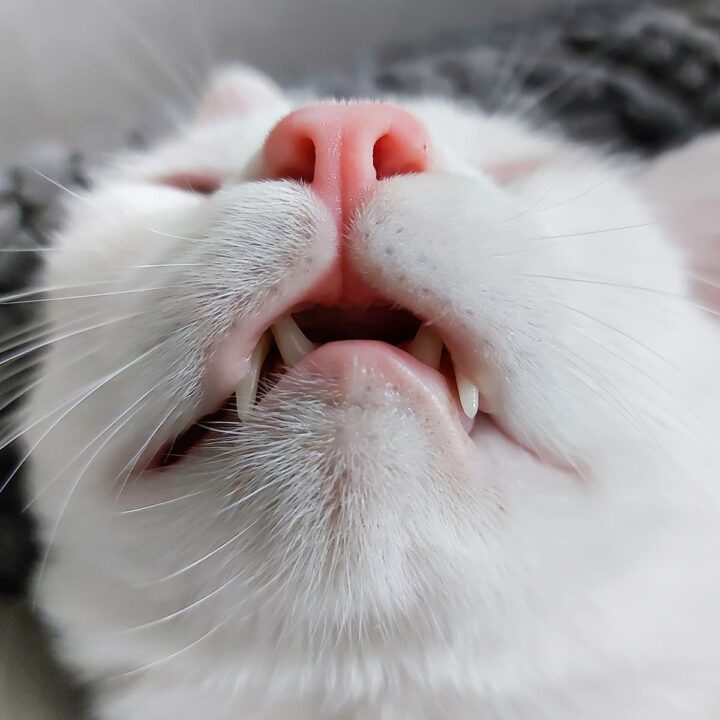 Warum zittern Katzen im Maul – ist das normal?