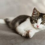 Fragen beim Kauf von Kätzchen – Die vollständige Liste!