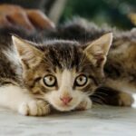 Verzeihen Katzen Missbrauch – Bedenken und Überlegungen