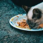 Dürfen Katzen Tomatensauce essen – alles, was Sie wissen sollten!