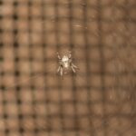 Essen Katzen Spinnen – sind sie giftig?