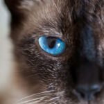 Haben Katzen Seelen – Überzeugungen und Überlegungen
