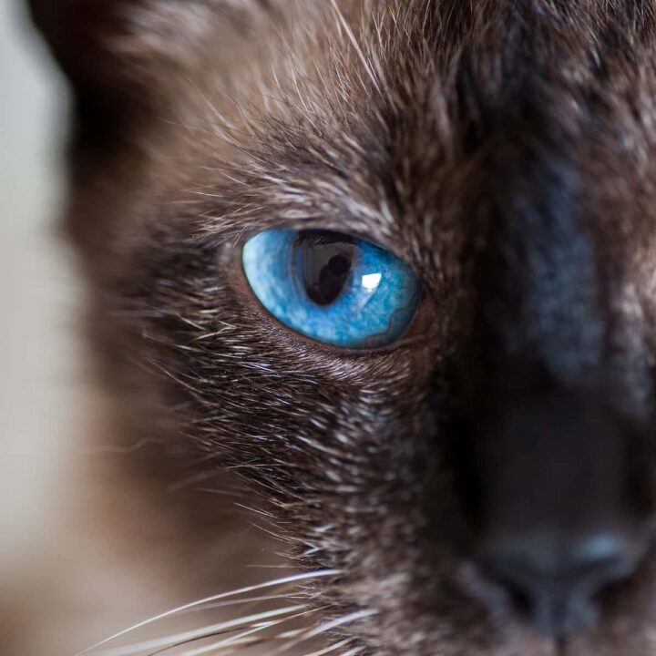 Haben Katzen Seelen – Überzeugungen und Überlegungen