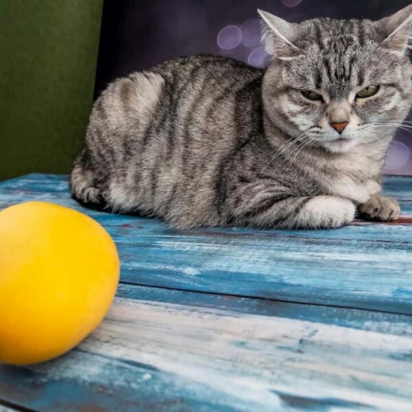 Können Katzen Mango essen – Alles, was Sie wissen sollten!