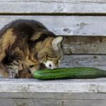 Können Katzen Gurken essen – 6 gesundheitliche Vorteile und mehr!