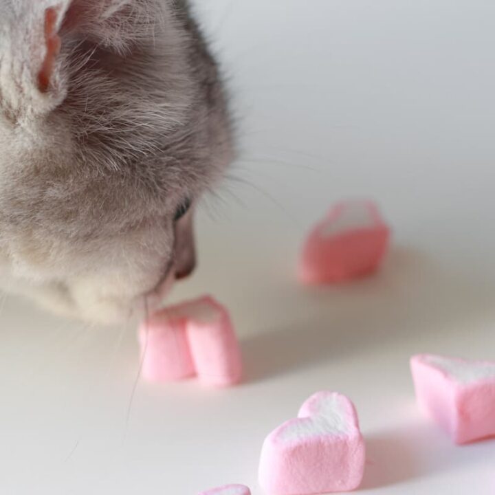 Dürfen Katzen Marshmallows essen – ist das ein sicherer Snack?