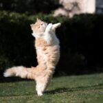 Können Katzen Backflips machen – Eine Katzensportlichkeit erklärt!