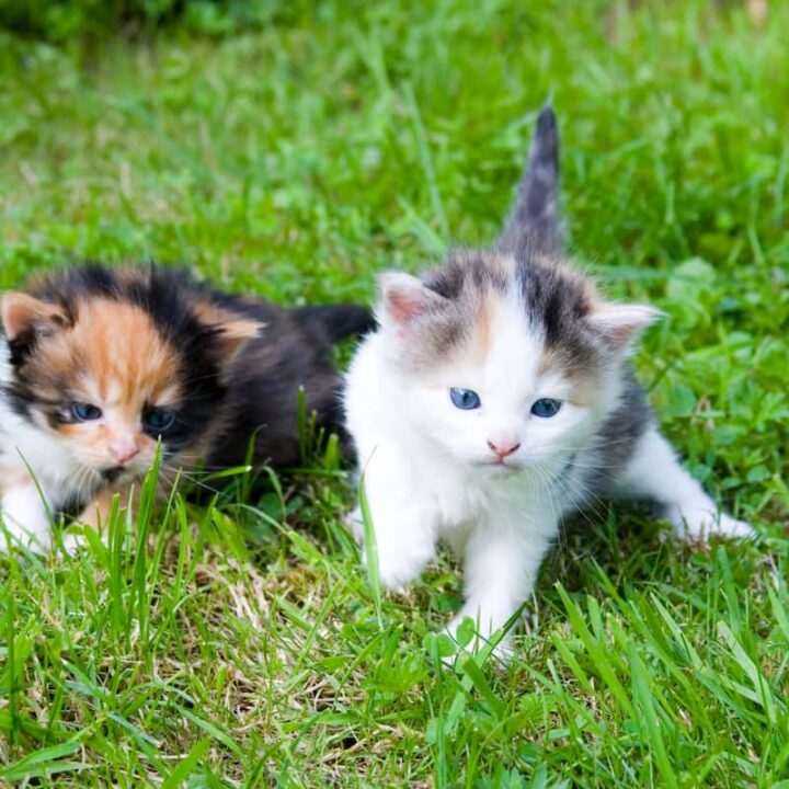 Können Katzen Playdates machen – 7 Tipps zur Geselligkeit für Ihr Haustier!