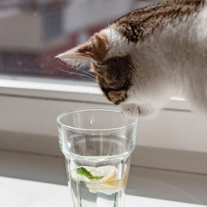 Können Katzen Zitronensaft trinken – was Sie wissen sollten!