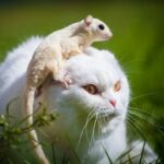 Greifen Katzen Opossums an – können sie nebeneinander existieren?