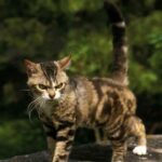 Schnurren von Bengalkatzen – 5 Dinge, die Sie beachten sollten