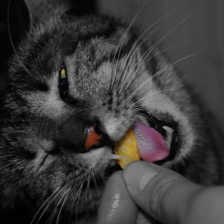 Katzen fressen Doritos – ist das ein sicherer Genuss?