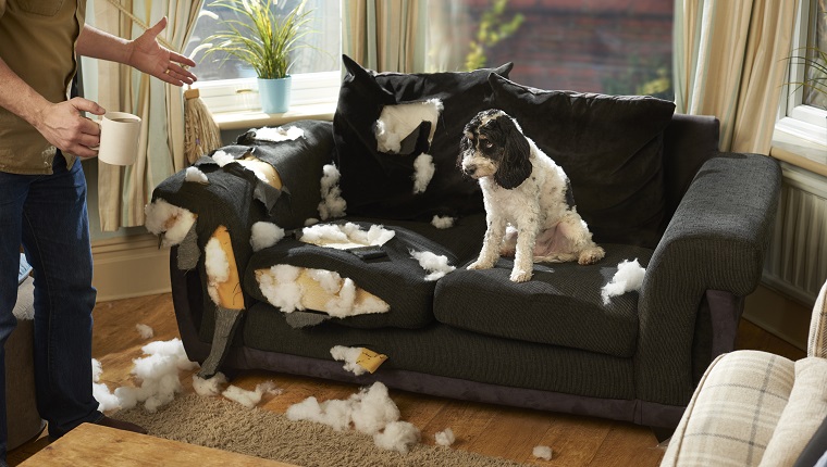 Ein Mann hat sich für eine Tasse Team entschieden, während sein Hundefreund das Sofa zerstört hat.