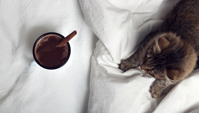 Tasse Kaffee und eine Katze im Bett