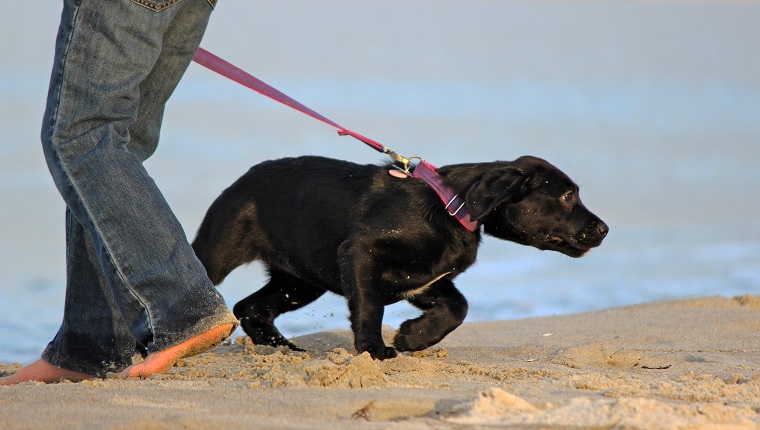 Ein junger Labrador Retriever Welpe, der bei einem Strandspaziergang gegen die Leine zieht.