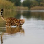 Können Bengalkatzen schwimmen – 6 Dinge, die Sie beachten sollten