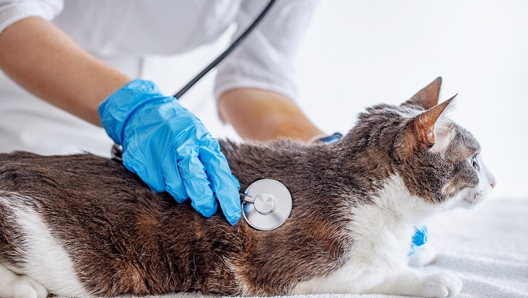 Katze bei ärztlicher Untersuchung.  Tierarzt in Handschuhen, der den Atem der Katze mit einem Stethoskop in der Tierklinik hört.  Haustier-Check-Up