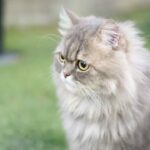 Perser vs. Himalaya-Katzen – Unterschiede und einzigartige Fakten!