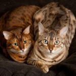 Können Bengalkatzen mit anderen Katzen zusammenleben – alles zu wissen!