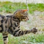 Mögen Bengalkatzen Wasser – Wissenswertes!