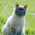 Können Siamkatzen grüne Augen haben – der Mythos erklärt!