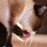 Worauf sind siamesische Katzen allergisch – was Sie wissen sollten!