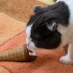 Dürfen Katzen Vanilleeis essen – ist das sicher oder schädlich?