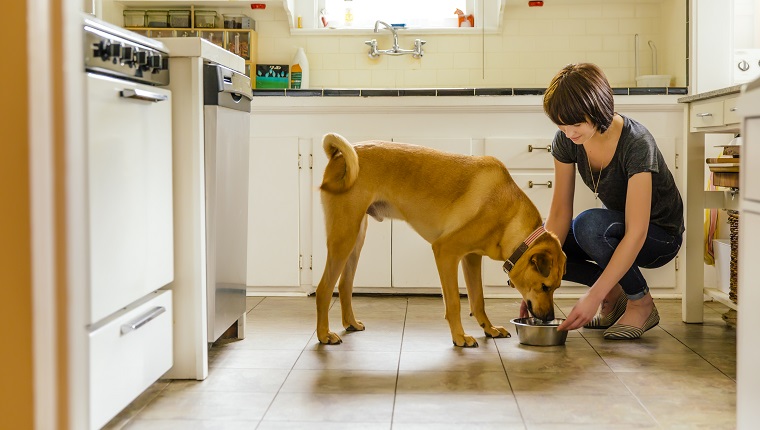 Kaukasische Frau, die Hund in der Küche füttert