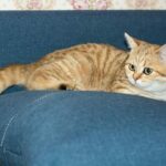 Wie man Katzenkot-Geruch auf einer Couch loswird – 7 einfache Schritte!
