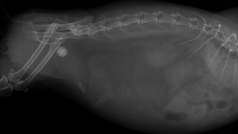 MÜNCHEN, DEUTSCHLAND - 29. AUGUST: Röntgenaufnahme des Abdomens einer Katze mit Urolithiasis am 29. August 2011 in München, Deutschland. 