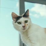 Können Sie eine Katze ohne Papiere registrieren – alles, was Sie wissen müssen!