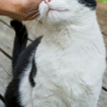 Wo wird eine Katze gerne gestreichelt – 5 Anzeichen, die Sie kennen sollten