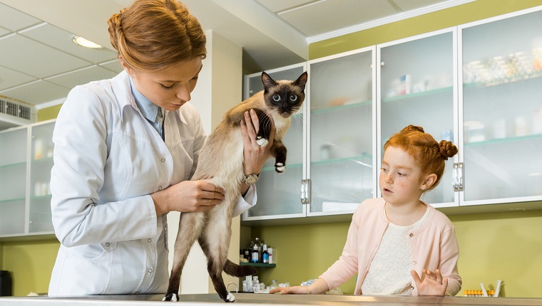 Mädchen beim Tierarzt, Doktor, der ihre Katze überprüft