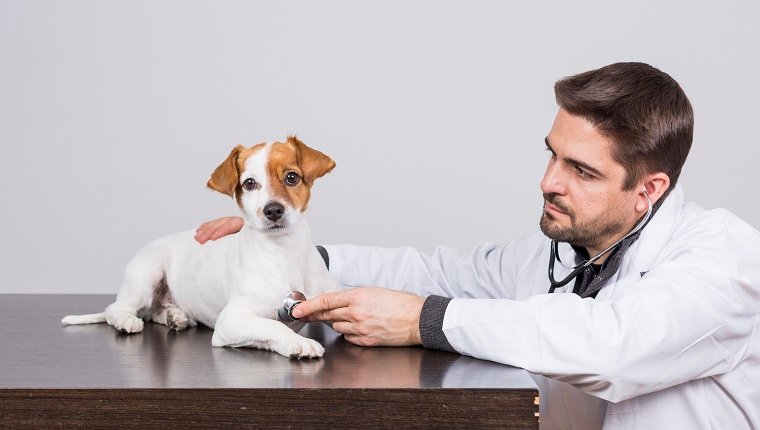junger Tierarzt Mann untersucht einen niedlichen kleinen Hund mit Stethoskop, isoliert auf weißem Hintergrund.  Drinnen